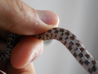 snakeresize2.jpg