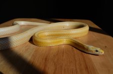 snakes_01_01.JPG