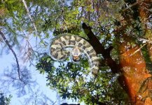 Juvenile Cottonmouth.jpg