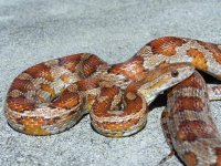 Libra - close up - 5.jpg