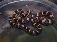 146 normal het granite - F - 9-4-11 - A.jpg