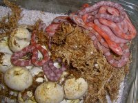 Toad Baby G (1 of 3).jpg