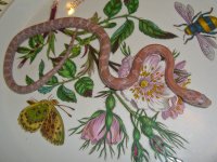 Toad Baby F (1 of 1).jpg