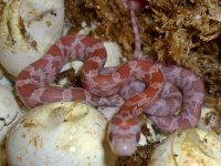 Toad Baby G (2 of 3).jpg