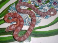 Toad Baby G (3 of 3).jpg