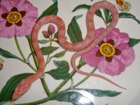 Toad Baby H (1 of 1).jpg