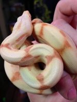 sunglowboa.jpg
