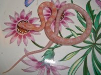 Toad Baby I (2 of 2).jpg