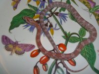 Toad Baby J (1 of 1).jpg