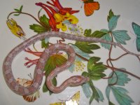 Toad Baby K (1 of 1).jpg