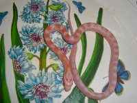 Toad Baby L (1 of 2).jpg