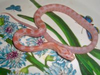 Toad Baby L (2 of 2).jpg