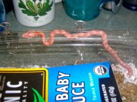 Toad Baby M (1 of 2).jpg