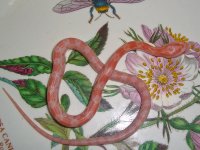 Toad Baby M (2 of 2).jpg