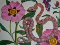 Toad Baby N (1 of 2).jpg