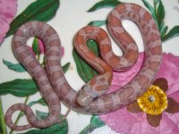 Toad Baby N (2 of 2).jpg