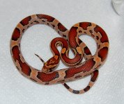 Okeetee Female 1 2014-03-05.JPG