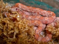 Toad Baby O (2 of 4).jpg