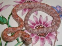 Toad Baby O (4 of 4).jpg