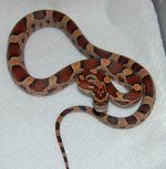 Okeetee Female 32014-03-05.JPG