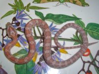 Toad Baby P (1 of 3).jpg