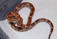 Okeetee Female 42014-03-05.JPG
