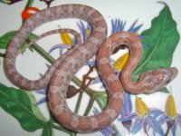 Toad Baby P (2 of 3).jpg