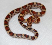 Okeetee Female 52014-03-05.JPG