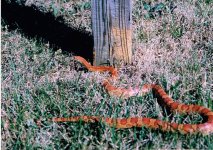 corn snake1.jpg