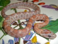 Toad Baby P (3 of 3).jpg