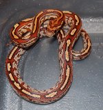 Male Tessera 2014-03-05.JPG