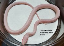 Blizzard Palmetto Male 3.jpg