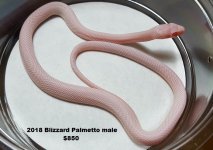 Blizzard Palmetto male 1.jpg