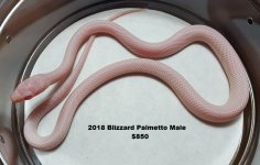 Blizzard Palmetto Male 2.jpg
