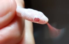 Blizzard Palmetto Eye.jpg