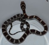 071513BabyCornsx7.jpg