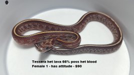 Tessy het lava F1.jpg