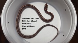 Tessy het lava F2.jpg