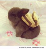 Bunny-with-backpack-resizecrop--.jpg