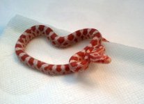 lilred1-102013-2.jpg