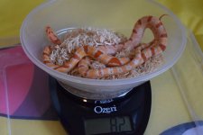 Loopy weigh in B.jpg