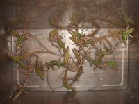 DSCF8090.JPG