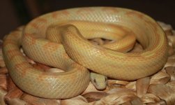 IMG_2929.JPG