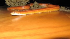 IMG_0781.JPG