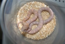 CA-14-04(7wks).JPG