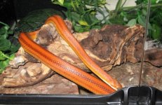 IMG_0783.JPG