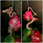 PicsArt_03-17-11.30.10.jpg