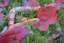 FallSnake2.jpg