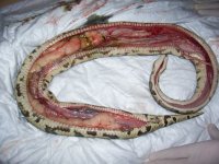 fat snake.jpg