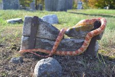 FallSnake5.jpg